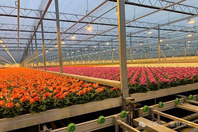 九游体育：揭秘荷兰温室农业：高度工业化背后的集约化与专业化生产奇迹(图6)