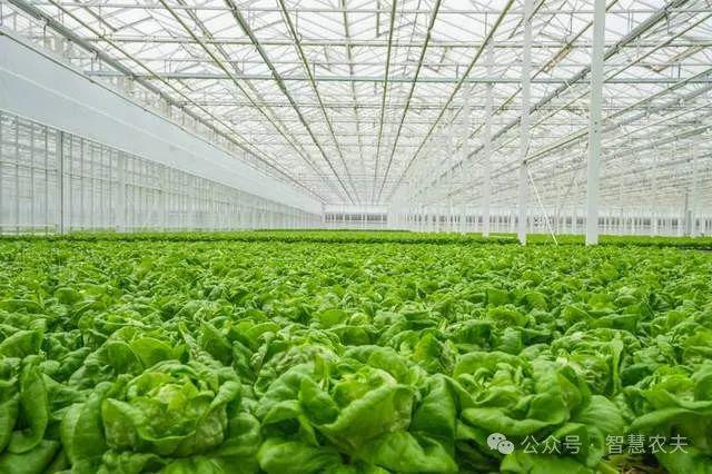 九游体育：揭秘荷兰温室农业：高度工业化背后的集约化与专业化生产奇迹(图3)