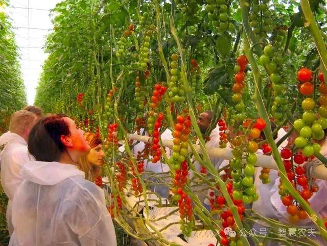 九游体育：揭秘荷兰温室农业：高度工业化背后的集约化与专业化生产奇迹(图4)