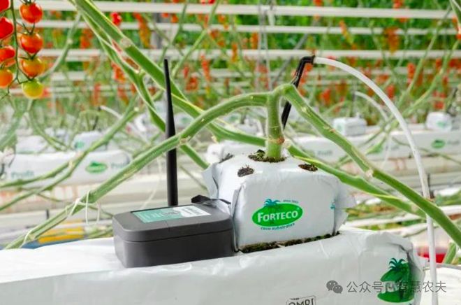 九游体育：揭秘荷兰温室农业：高度工业化背后的集约化与专业化生产奇迹(图5)